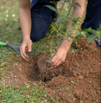 Tree plantation activity